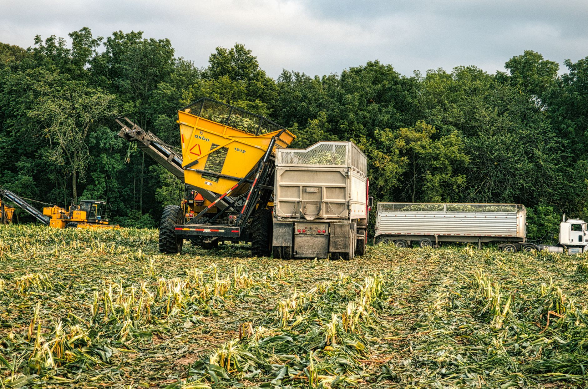 Heavy machinery harvesting crops in a lush Minnesota field amidst dense forests.