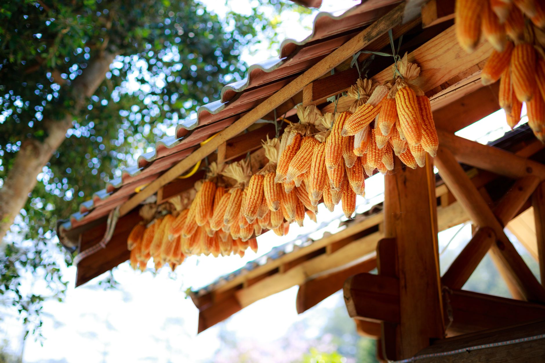 Dried corn hanging under a rustic wooden roof, showcasing traditional food preservation.