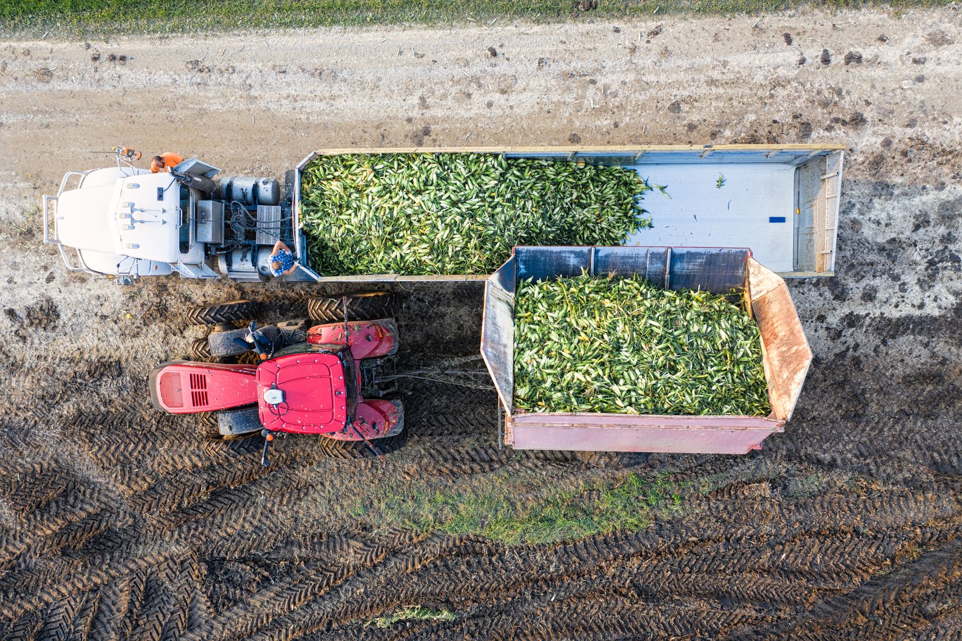 Drone view of a tractor harvesting corn in Minnesota, showcasing agricultural machinery and farmland.