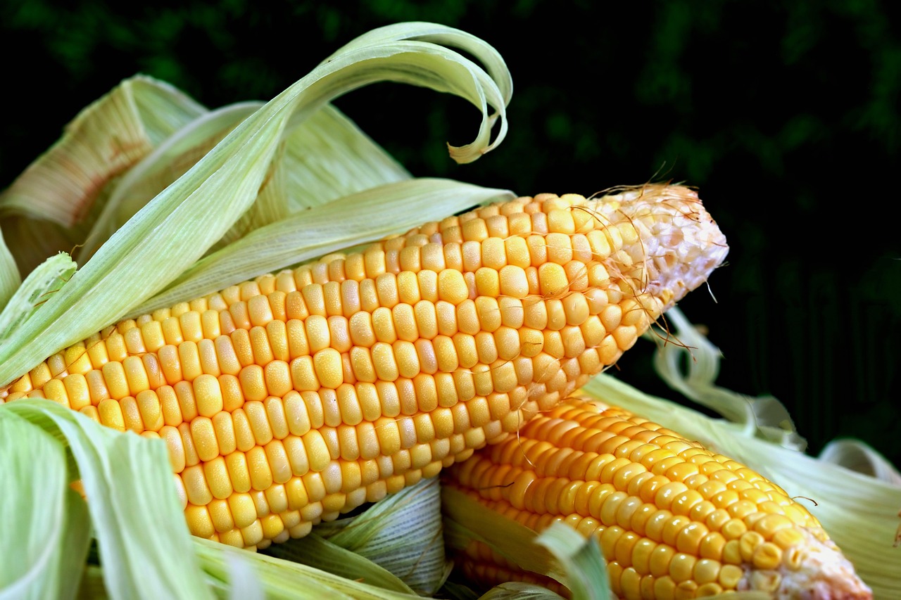 corn, sweet corn, vegetable, food, fresh food, corn, corn, corn, corn, corn