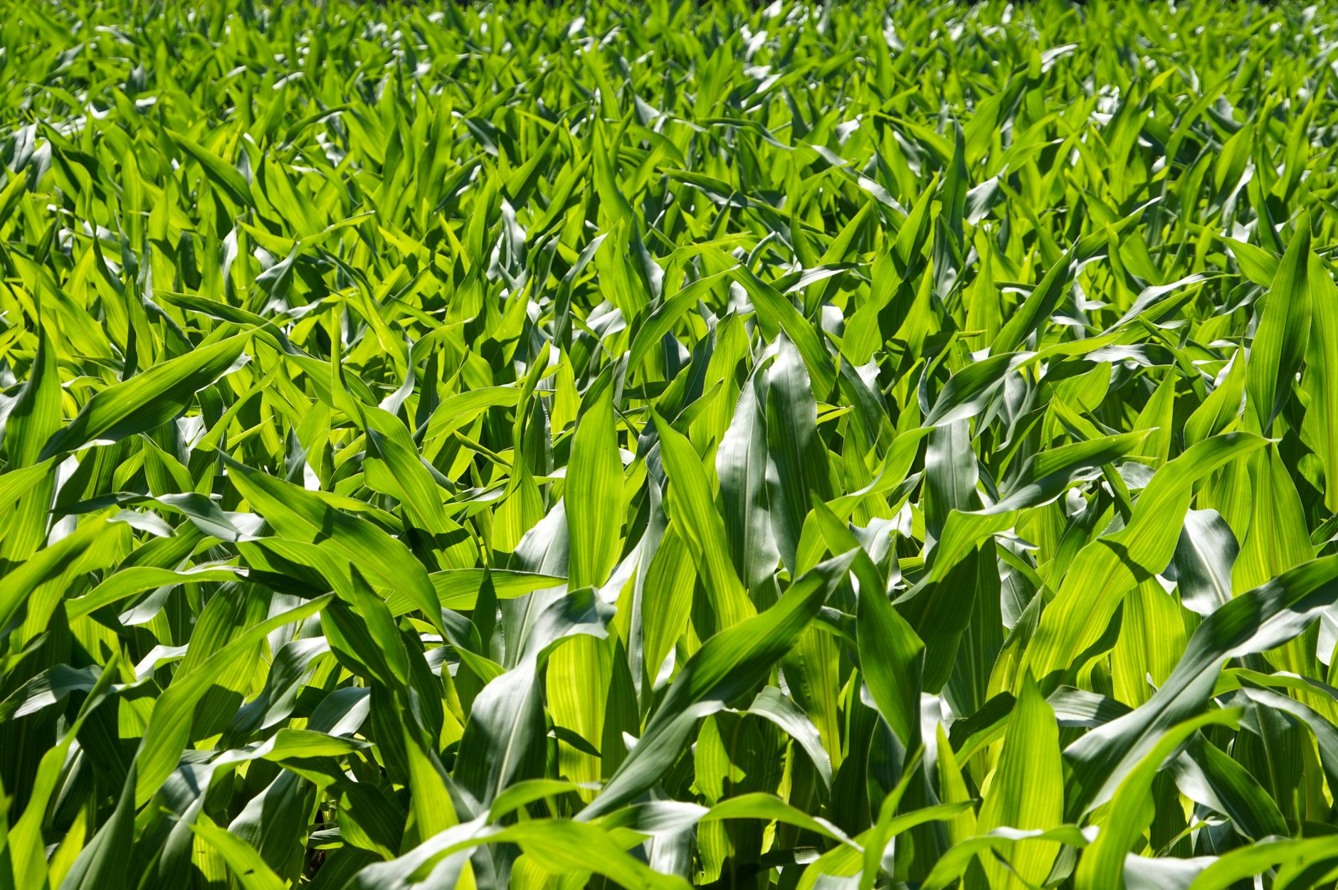 Lush green cornfield captured under bright sunlight depicting agricultural abundance and vitality.
