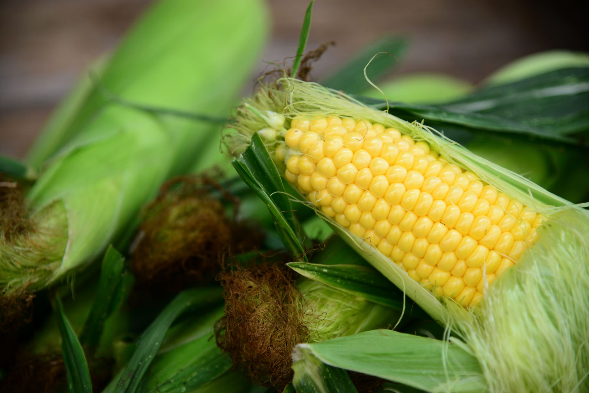 Close-up of fresh yellow corn with husk and leaves, highlighting its natural texture and color.