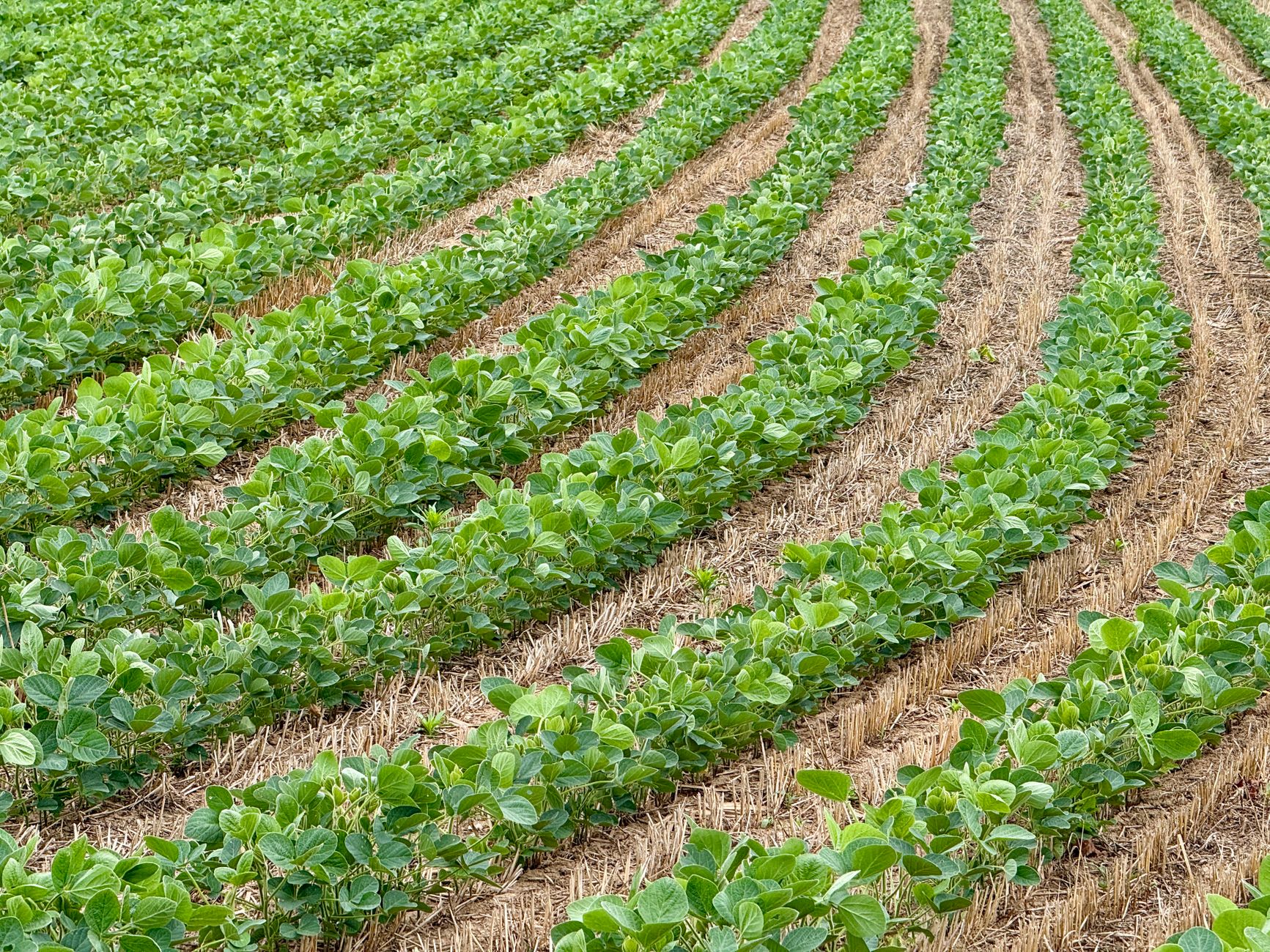 Vibrant green soybean rows create patterns across a fertile Pennsylvania field, showcasing agricultural bounty.