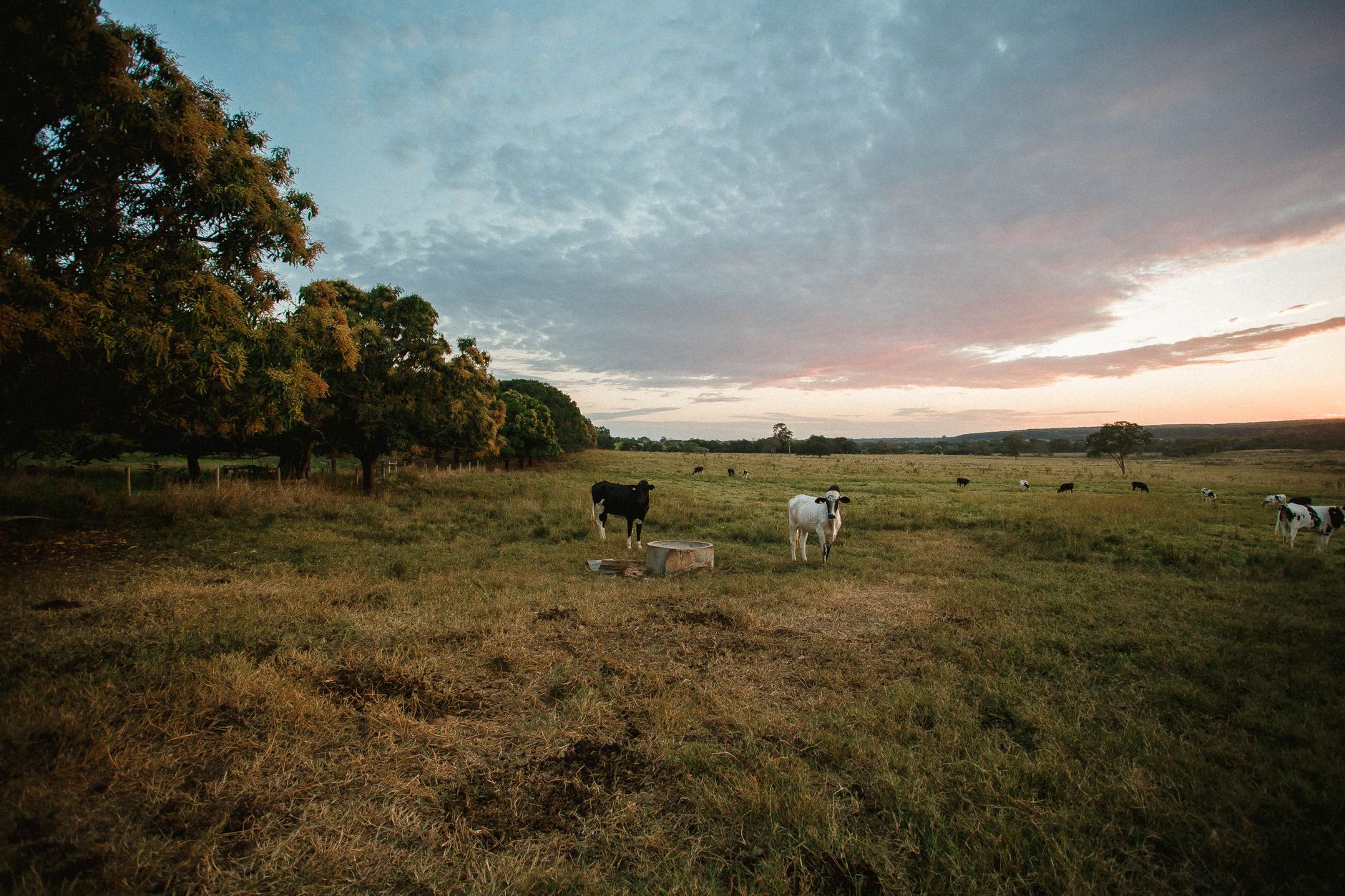 Scenic view of cows grazing on an open field during a vibrant sunset.