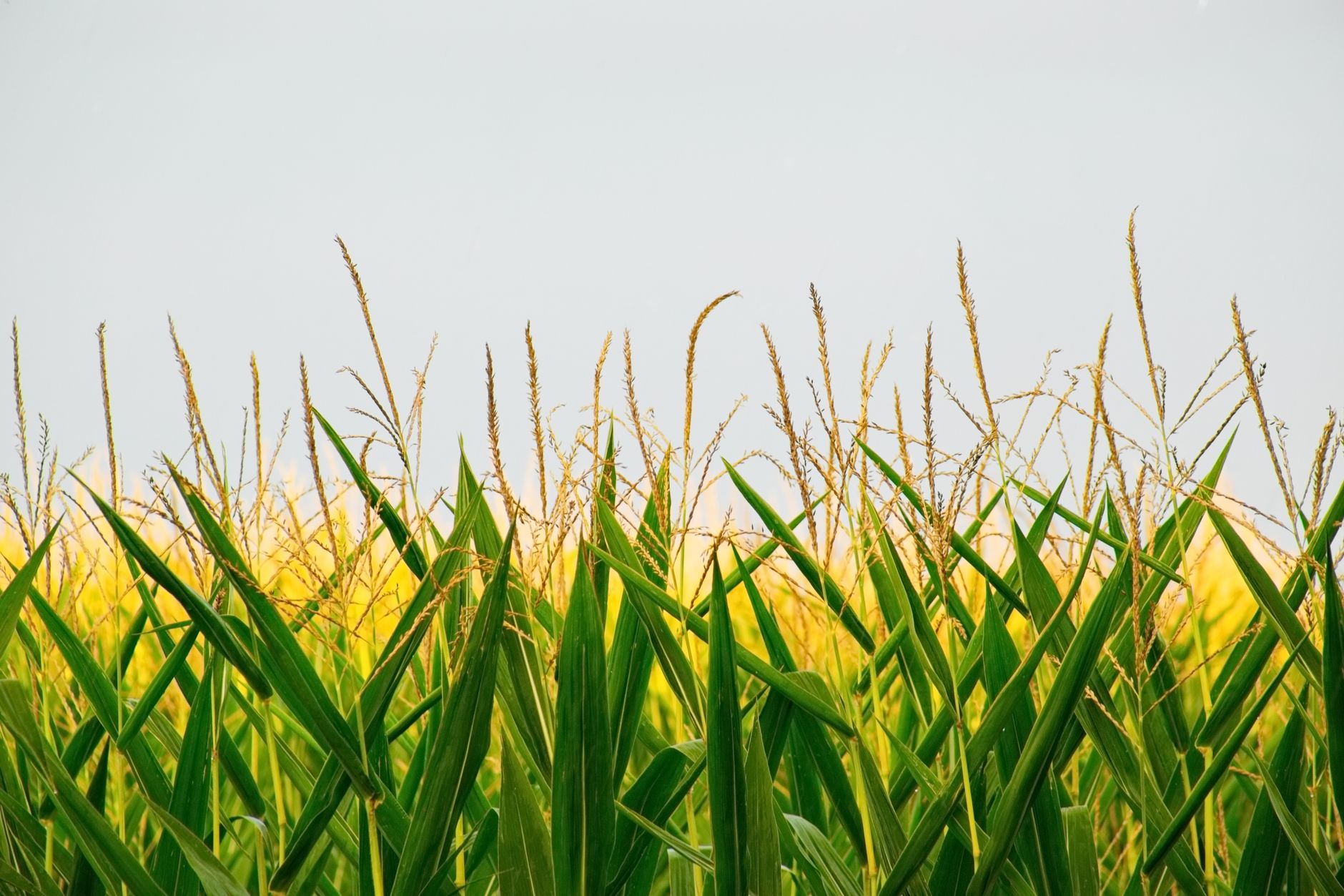 Picturesque scenery of green leaves and golden stems on yellow corn field against cloudless sky on sunny day