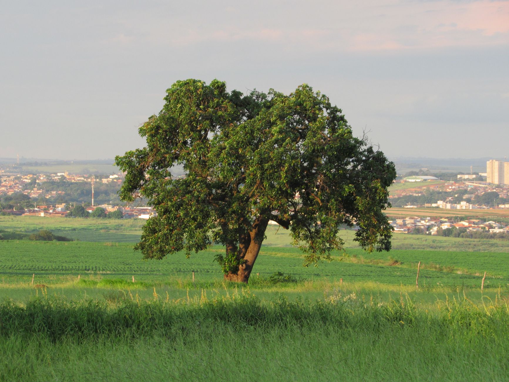 A solitary tree in a verdant field with a cityscape in the background during sunset.