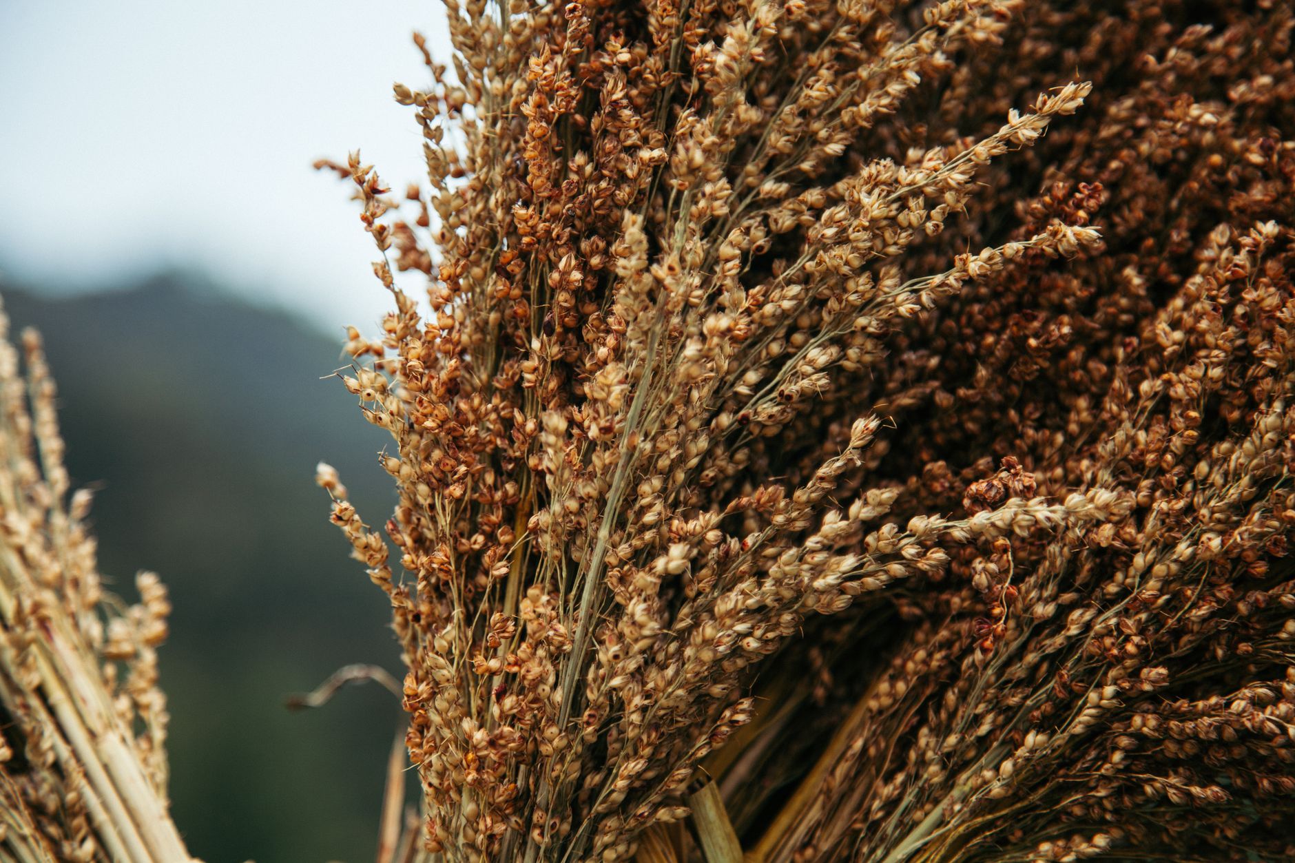 Bunch of dry wheat spikelets gathered on agricultural field in countryside on sunny day