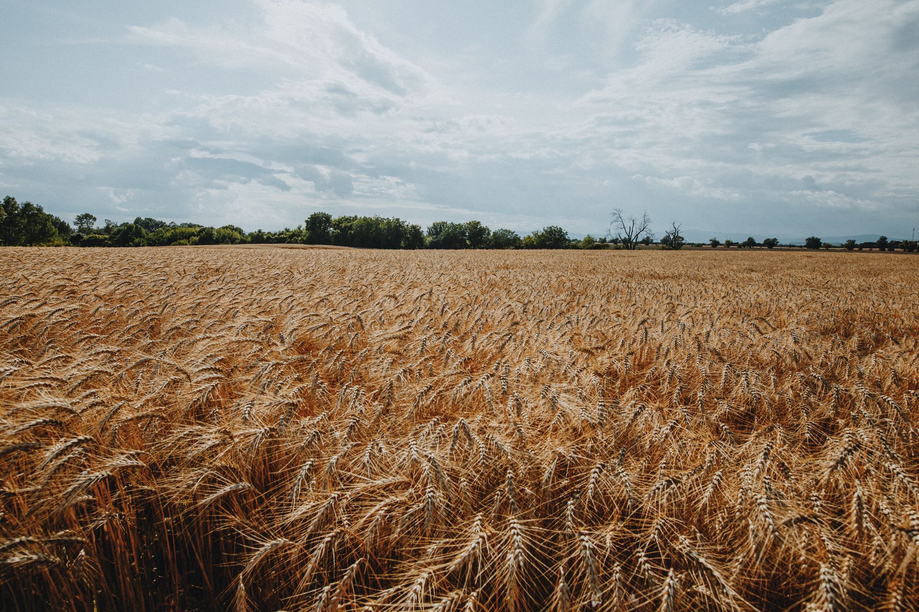 Expansive golden wheat field under a broad, cloudy sky in summer, showcasing nature's agricultural beauty.