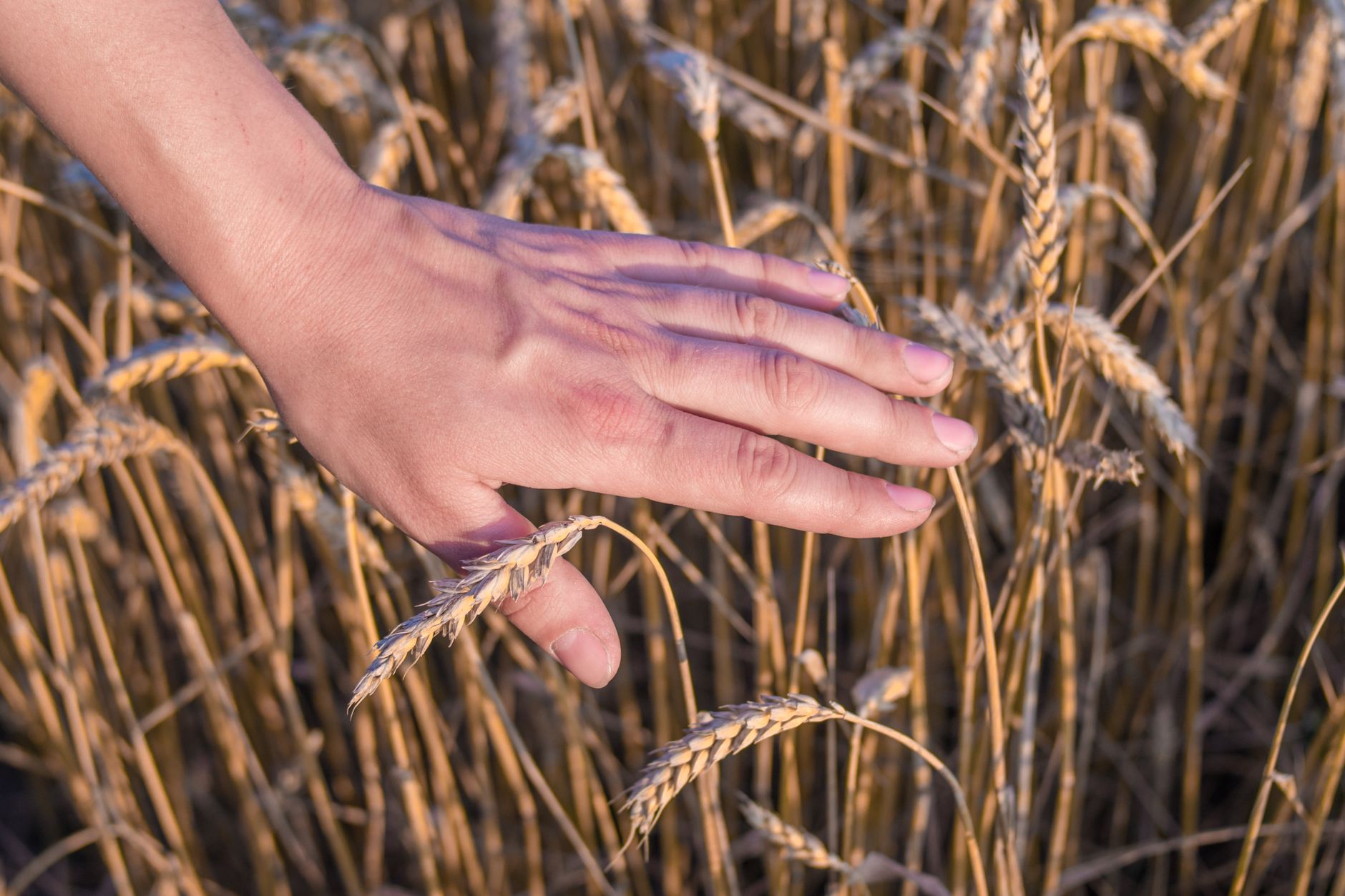 Close-up of a hand gently touching wheat ears in a sunny countryside field.