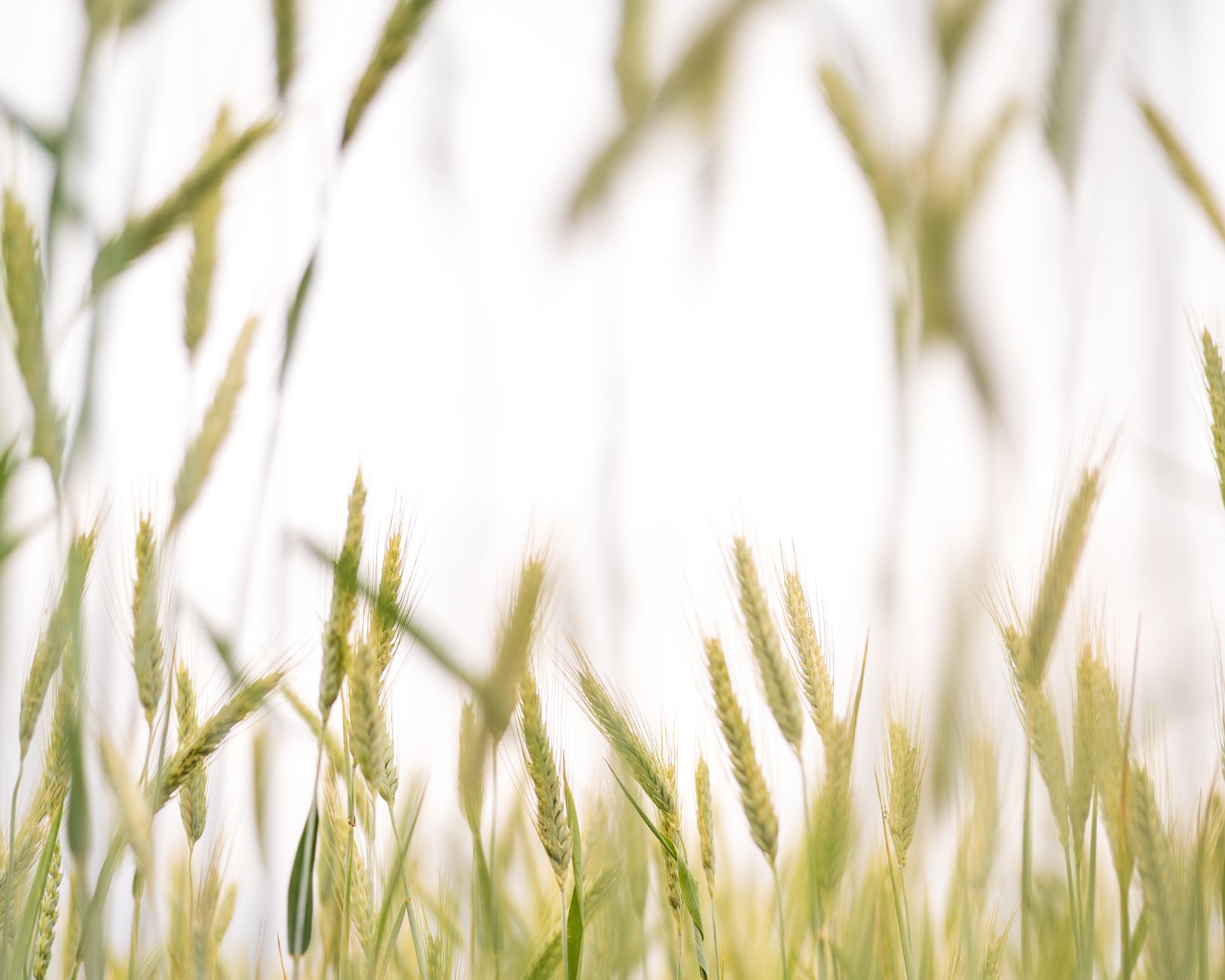 A serene view of a sunlit wheat field with wheat stalks swaying in the breeze.
