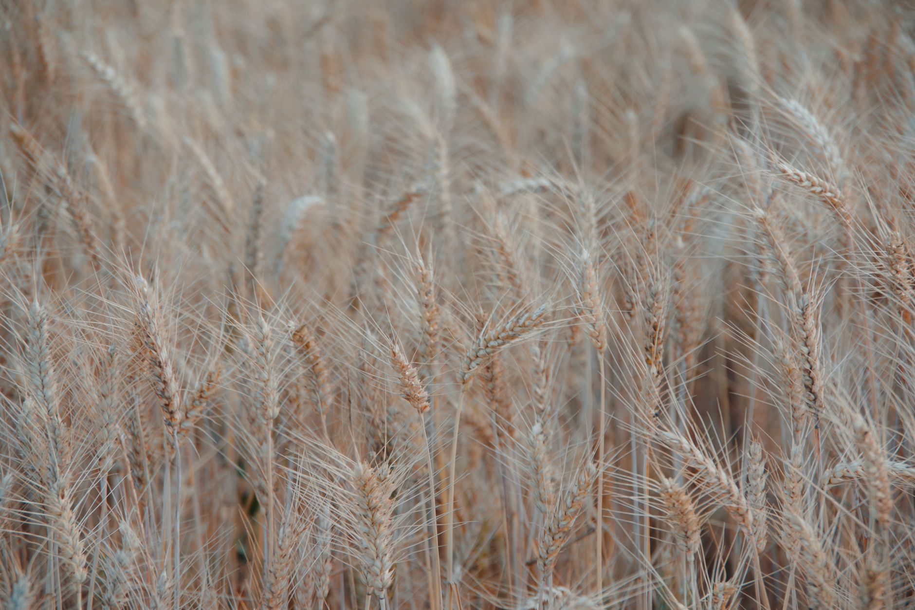 Close-up view of ripe wheat ready for harvest, showcasing golden barley spikes swaying in the summer breeze.
