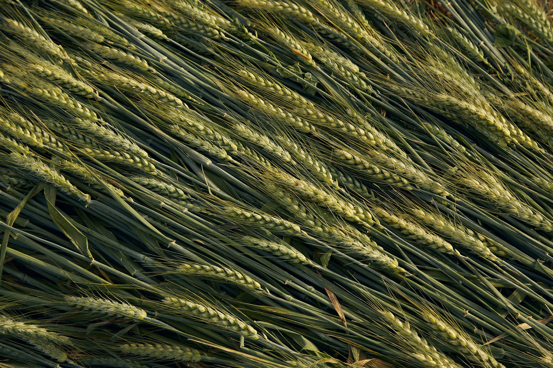 Detailed view of a wheat field with ripe grain heads during summer.