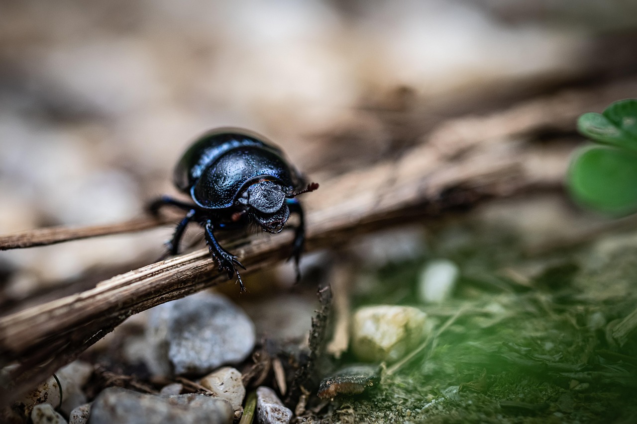 dor beetle, beetle, insect, geotrupes stercorarius, dung beetle, animal, nature, closeup, dor beetle, dor beetle, dor beetle, dor beetle, dor beetle, dung beetle, dung beetle, dung beetle, dung beetle