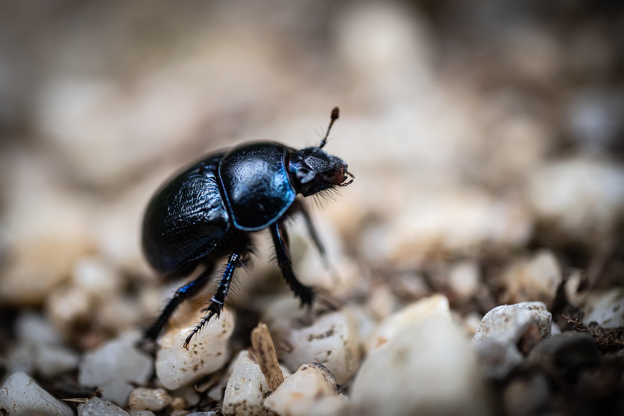 dor beetle, beetle, insect, geotrupes stercorarius, dung beetle, animal, nature, closeup, dor beetle, geotrupes stercorarius, dung beetle, dung beetle, dung beetle, dung beetle, dung beetle