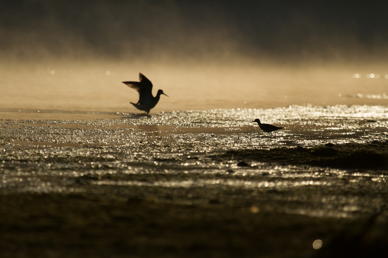 birds, fog, silhouette, dawn, ground, mist, sunrise, morning, animals, wildlife, nature, ground, ground, ground, ground, ground