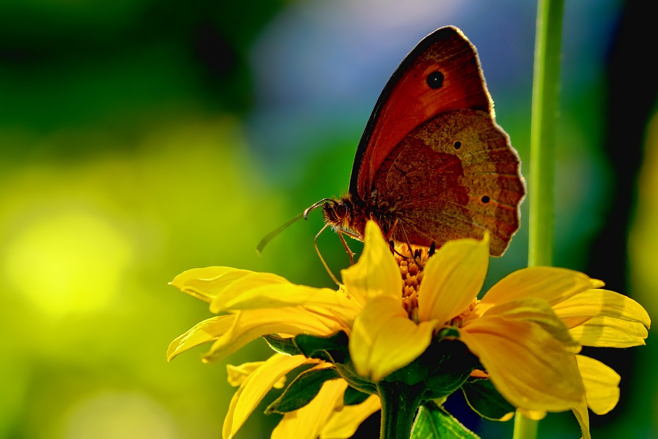 animal, insect, nature, butterfly, lycaon, close up