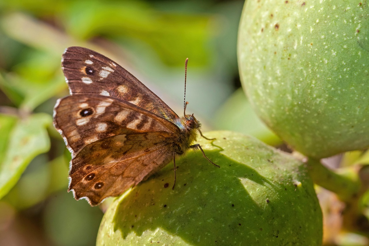 butterfly, insect, wings, antennae, entomology, close up, nature, butterfly, butterfly, butterfly, butterfly, butterfly