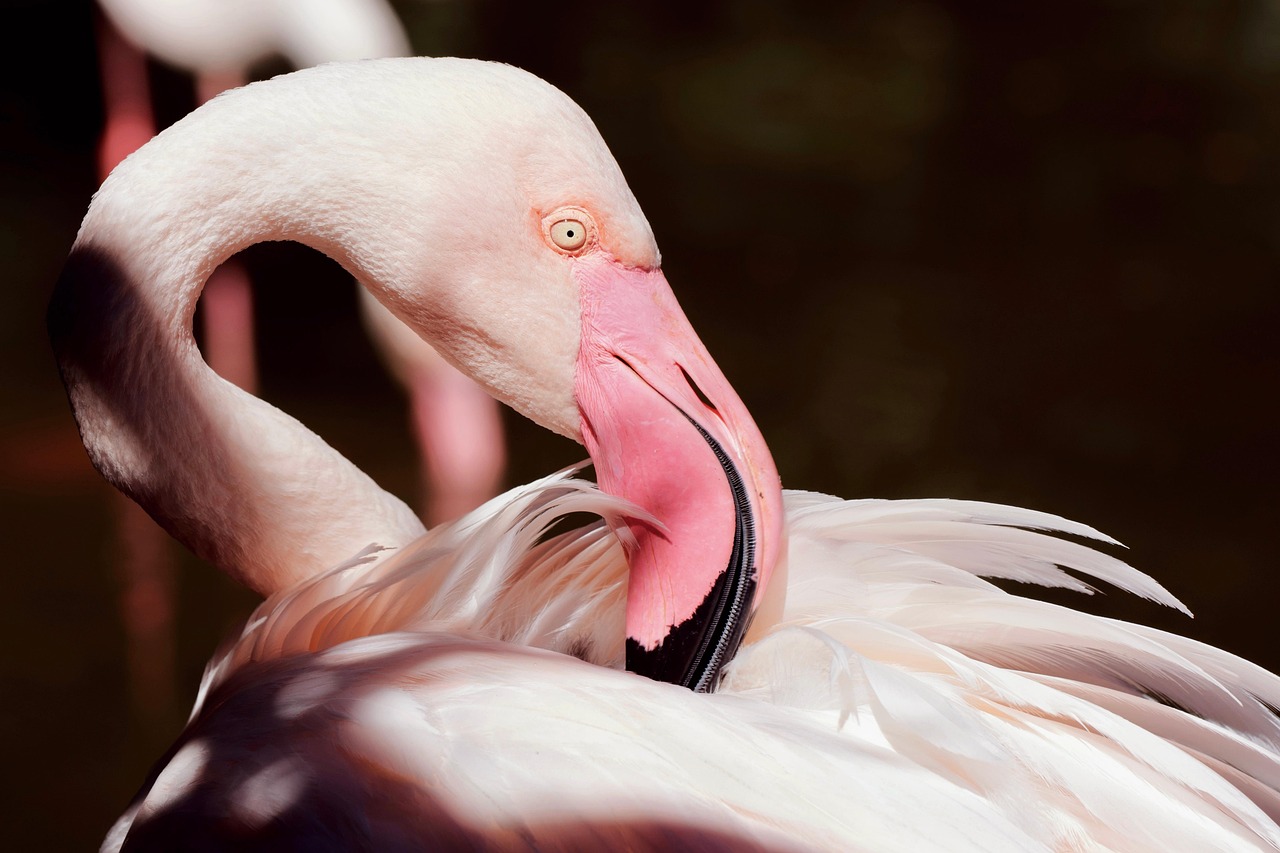 flamingo, nature, bird, wildlife, avian, ornithology, close up