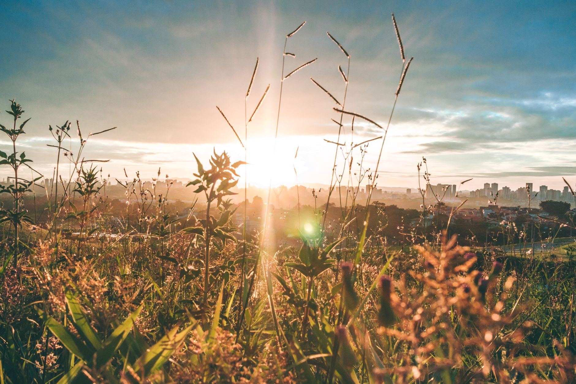 A breathtaking sunset casts a warm glow over a lush field, capturing the beauty of nature at dusk.