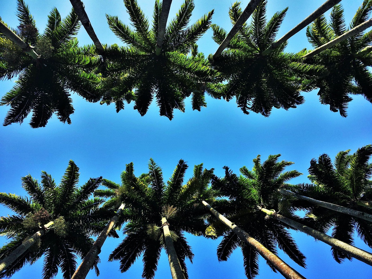 heads of royal palms, rio, jardim botânico, botanical garden, gigantic, unique, high, palm trees, avenue, trees, worth seeing, nature, green, typical rio, known, park, imposing, rio de janeiro, brazil, sightseeing, blue