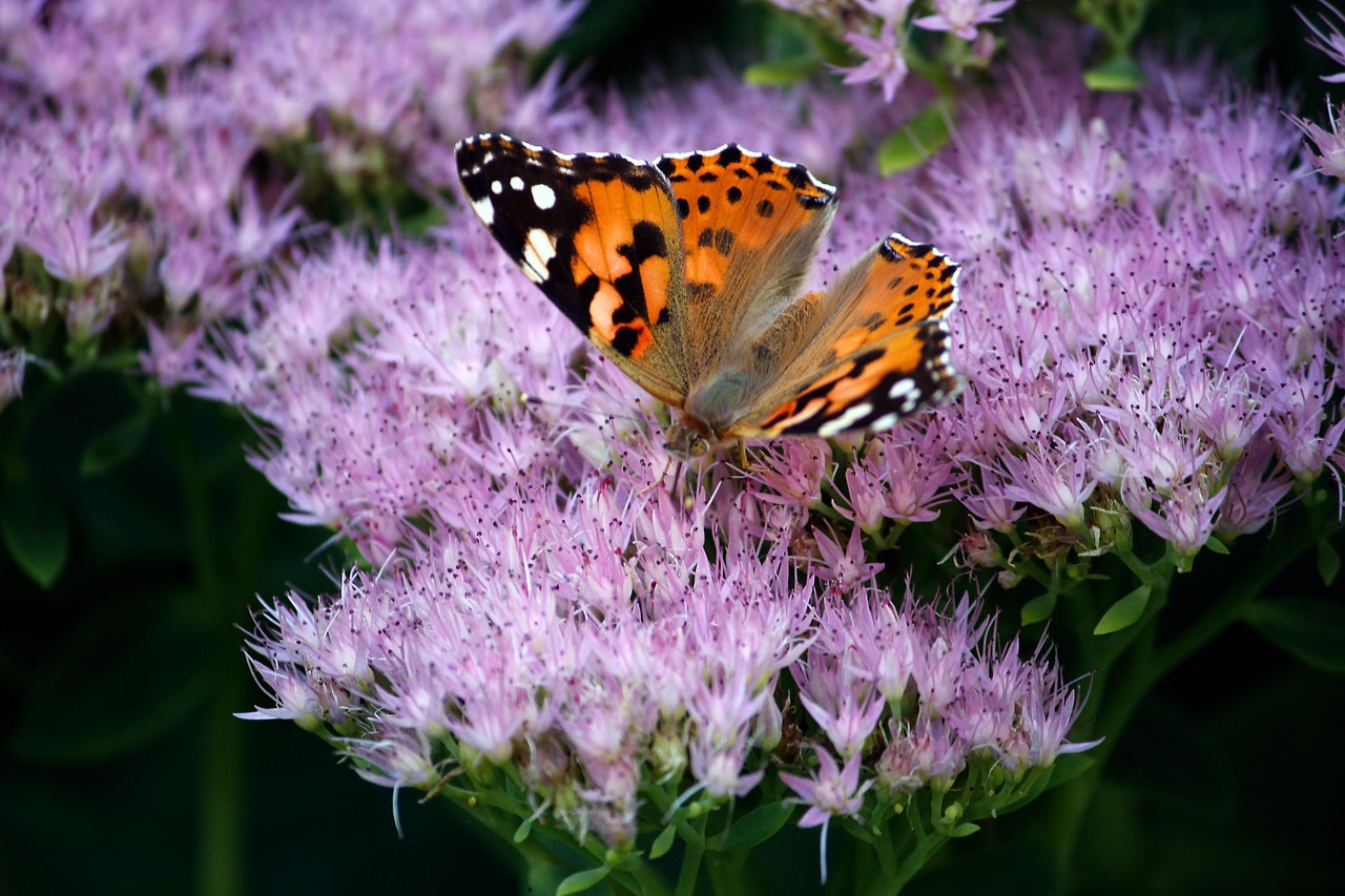 butterfly, close up, nature, blossom, bloom, garden