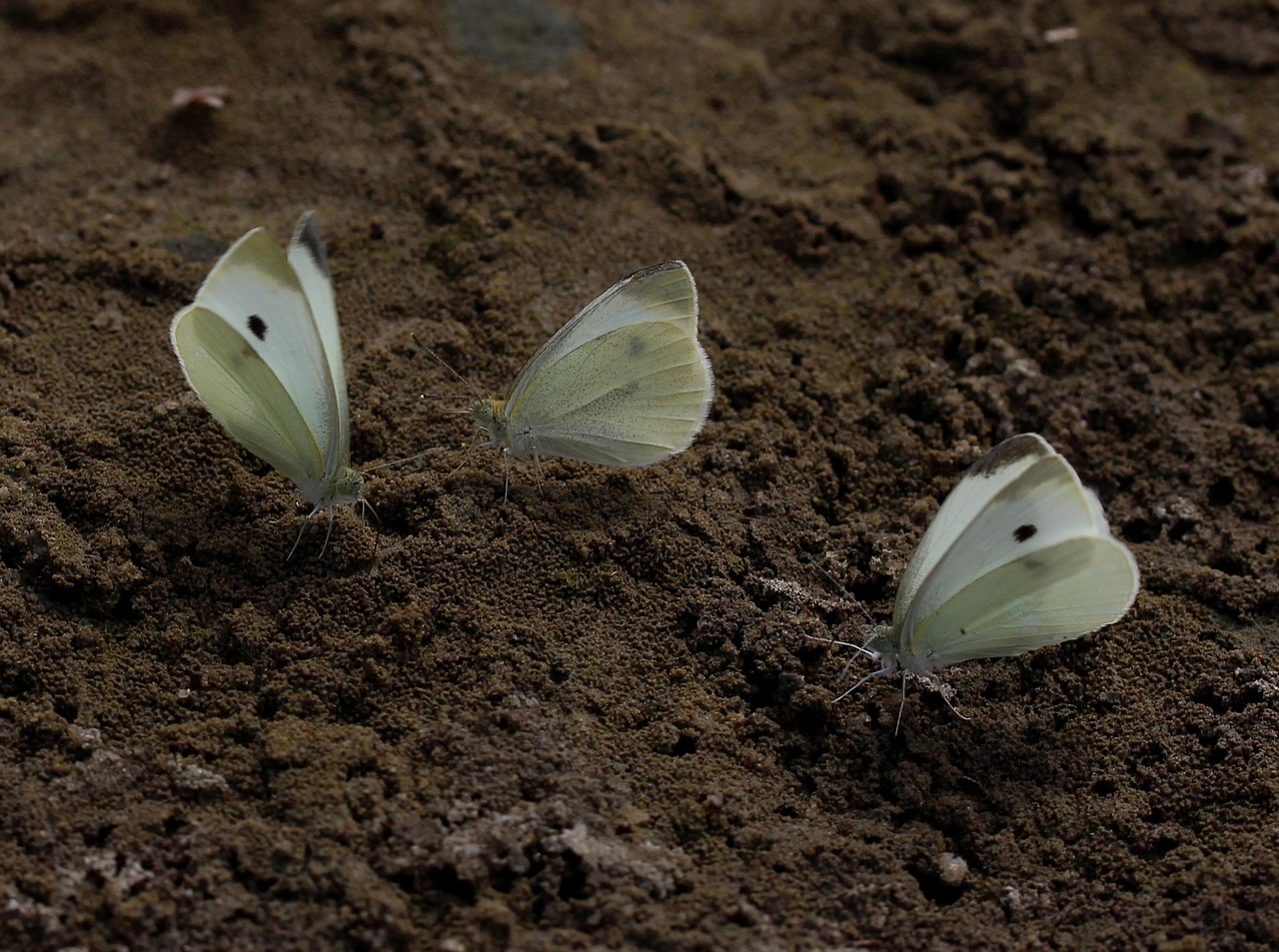 butterfly, white, roi, insect, sand, vane, flight