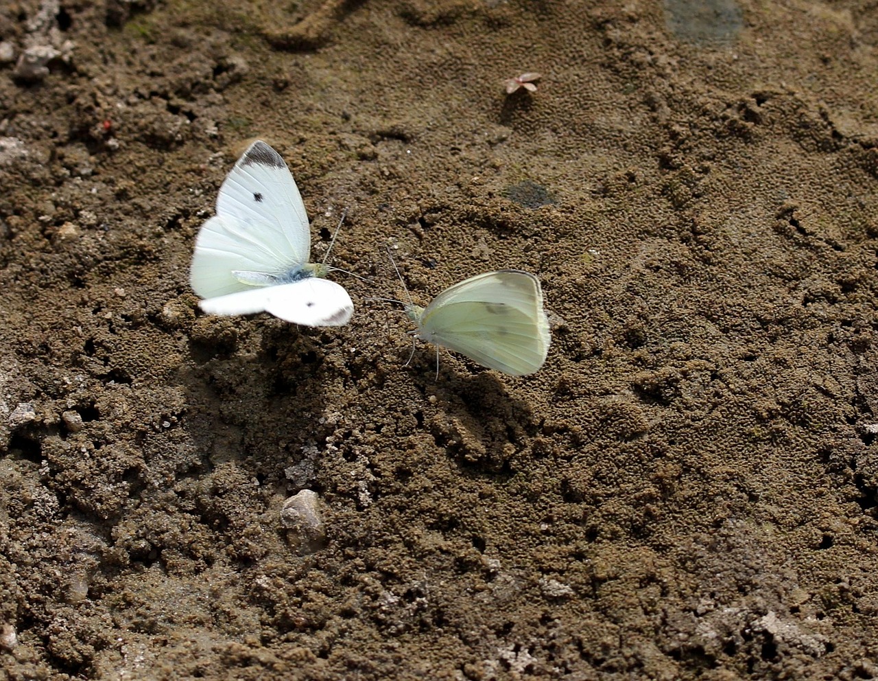 butterfly, white, roi, insect, sand, vane, flight