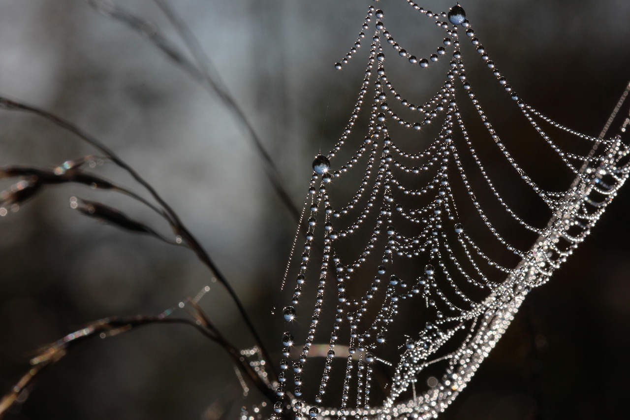 web, dewdrops, spider, macro, habitat, spider, spider, spider, spider, spider, habitat