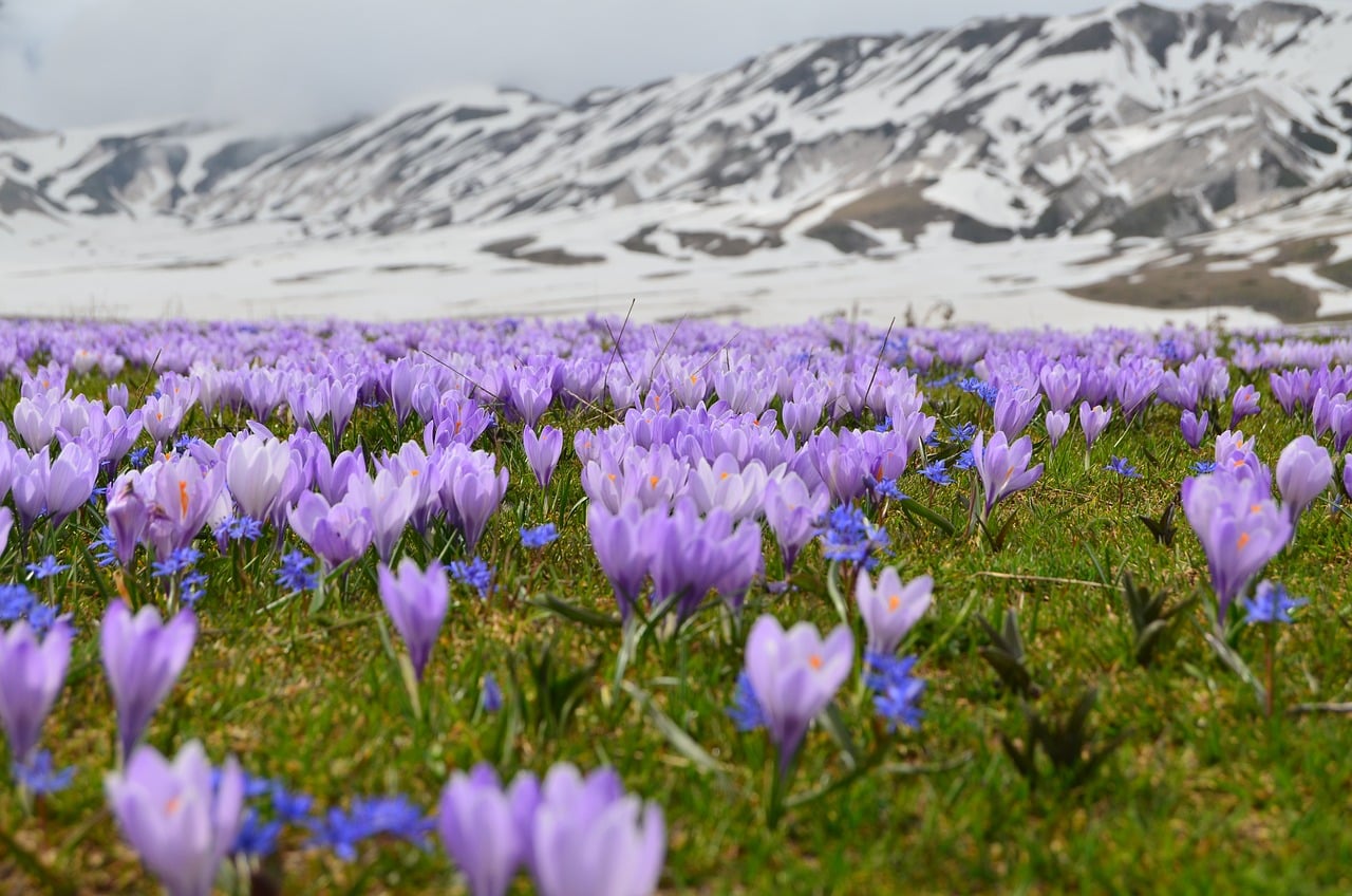 crocus, purple flowers, mountains, snow, spring, nature, panorama, spring flowers, flower field, green grass, national park, tourism, scenic views, nature photography, landscape, travel, europe, beautiful landscape, wild nature, mountain region