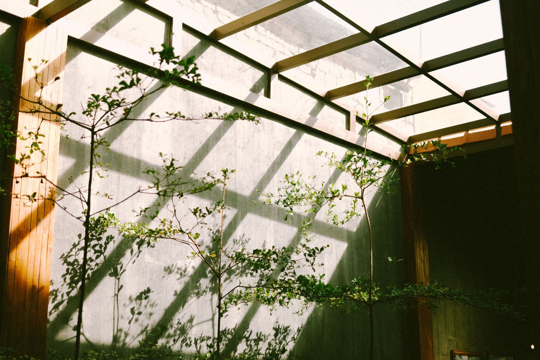 Sunlight streaming through a greenhouse ceiling casts shadows on a gray concrete wall.