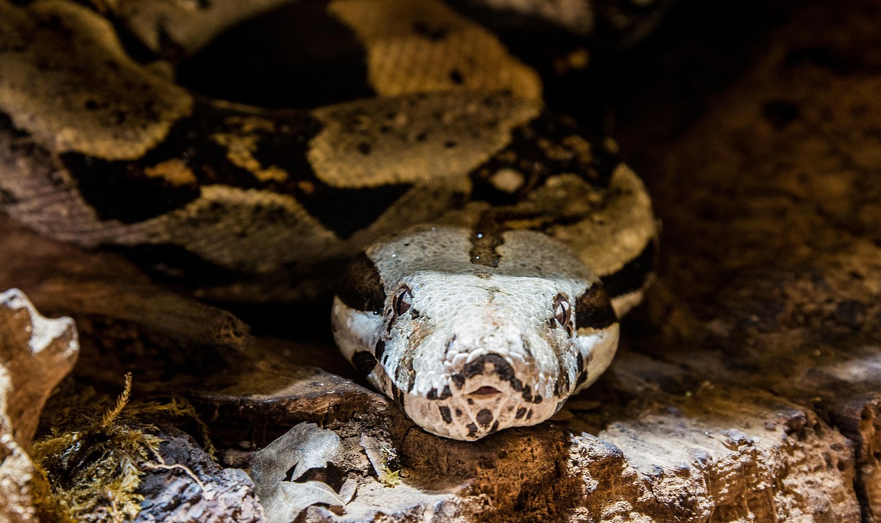 line, boa, nature, anaconda, choke snake, jungle