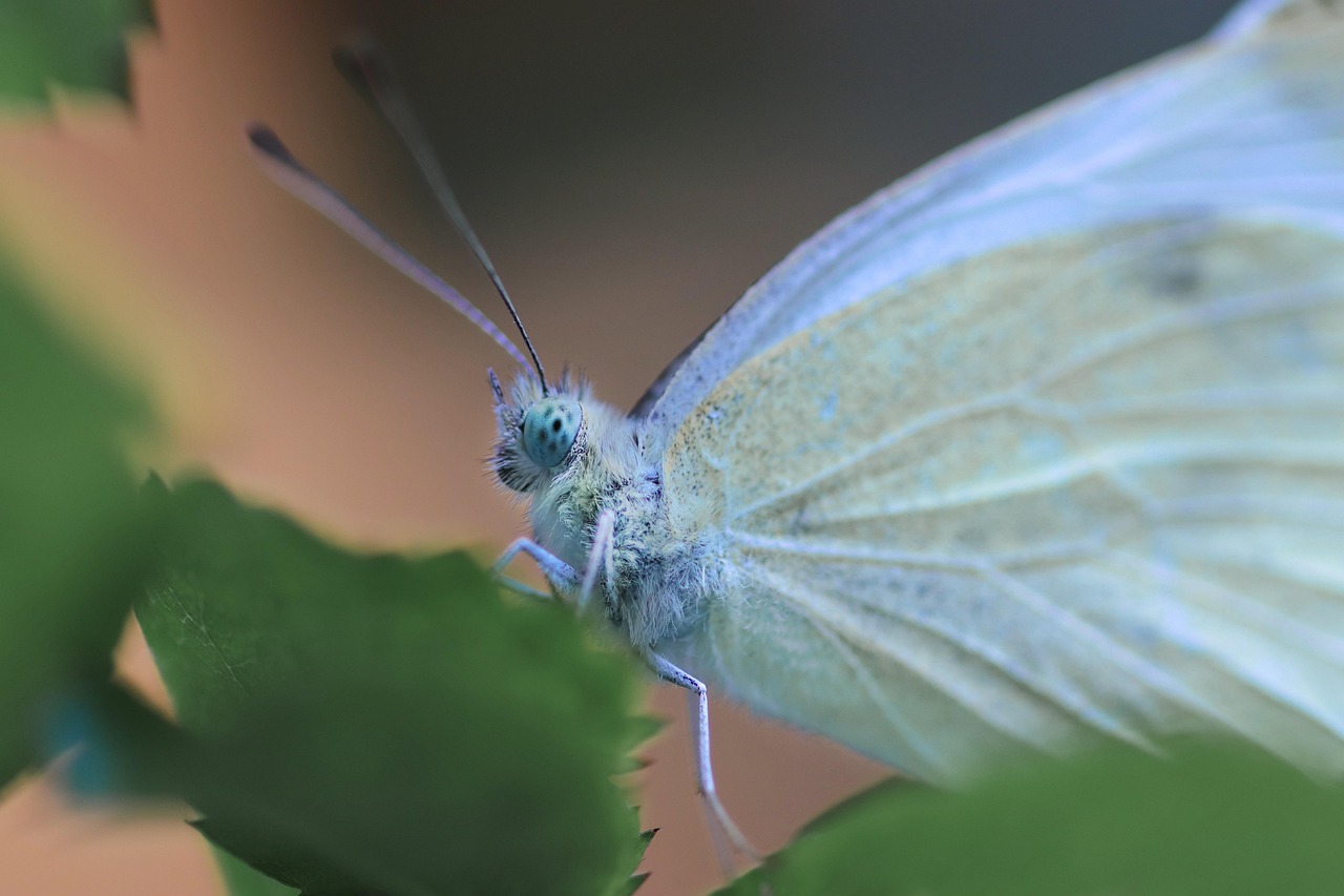 butterfly, insect, wings, antennae, entomology, close up, butterfly, butterfly, butterfly, butterfly, butterfly