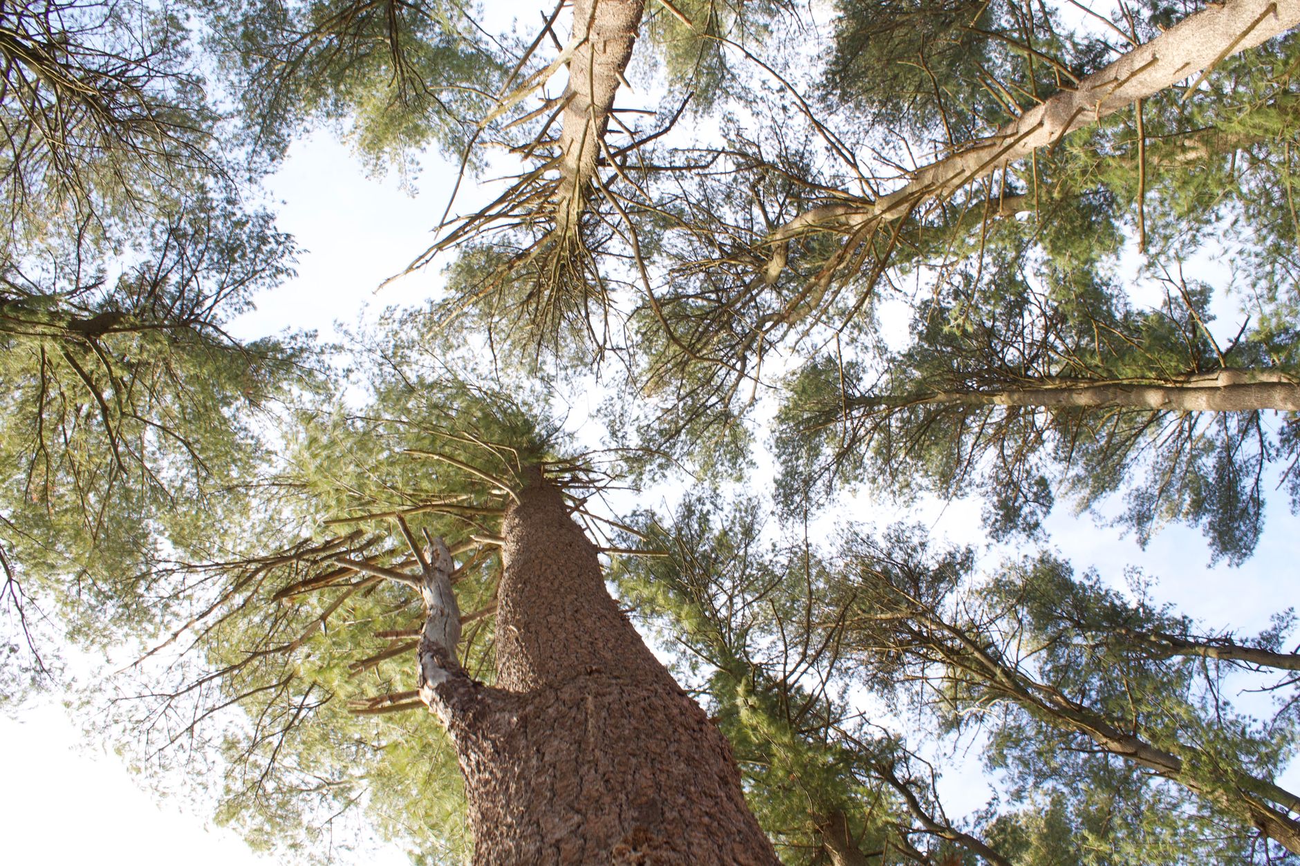Stunning low-angle view of towering evergreen trees stretching into the clear sky.