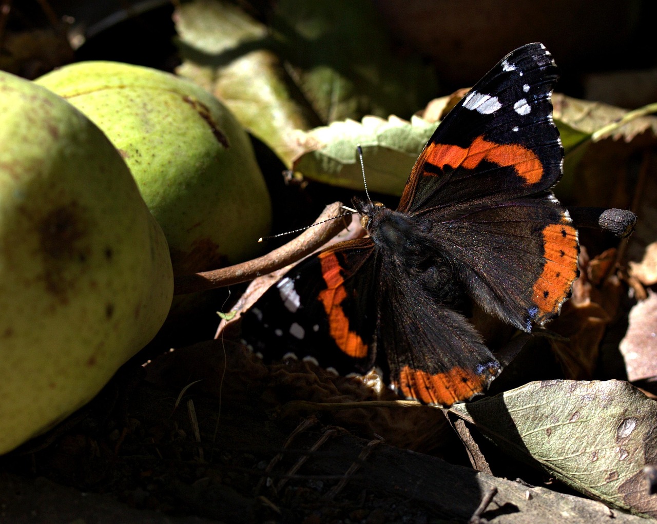 butterfly, food, para, the autumn, colored