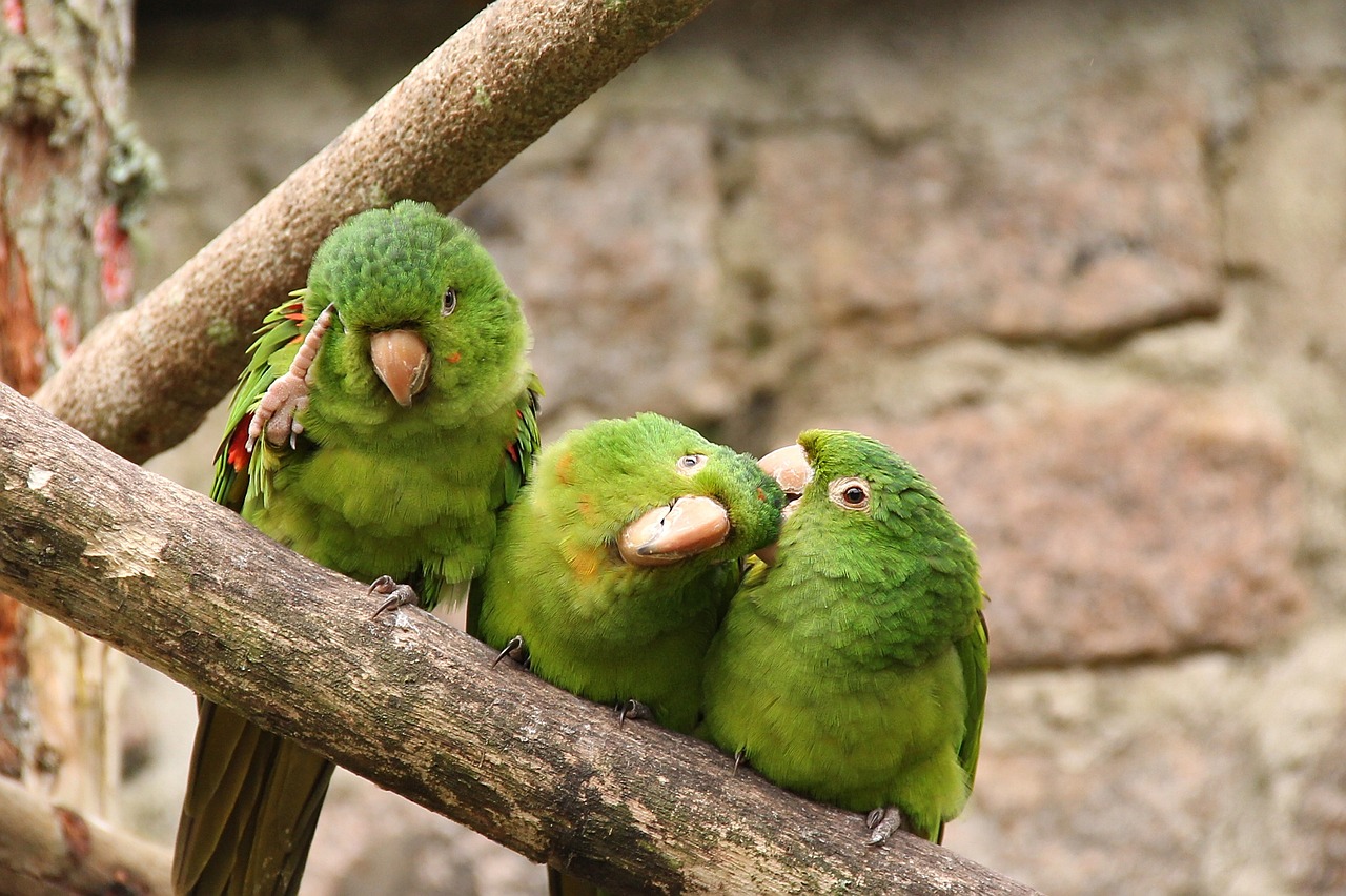 parque estoril, sao bernardo do campo, são paulo, brazil, bird, parakeet, budgerigar, nature, love the bird