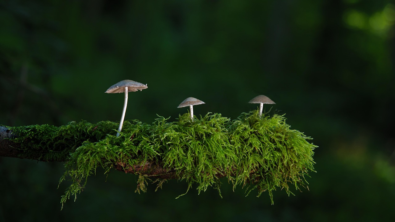 mushrooms, moss, nature, forest, forest mushrooms, wild mushrooms, fungi, mycology, close up, nature, nature, nature, nature, nature