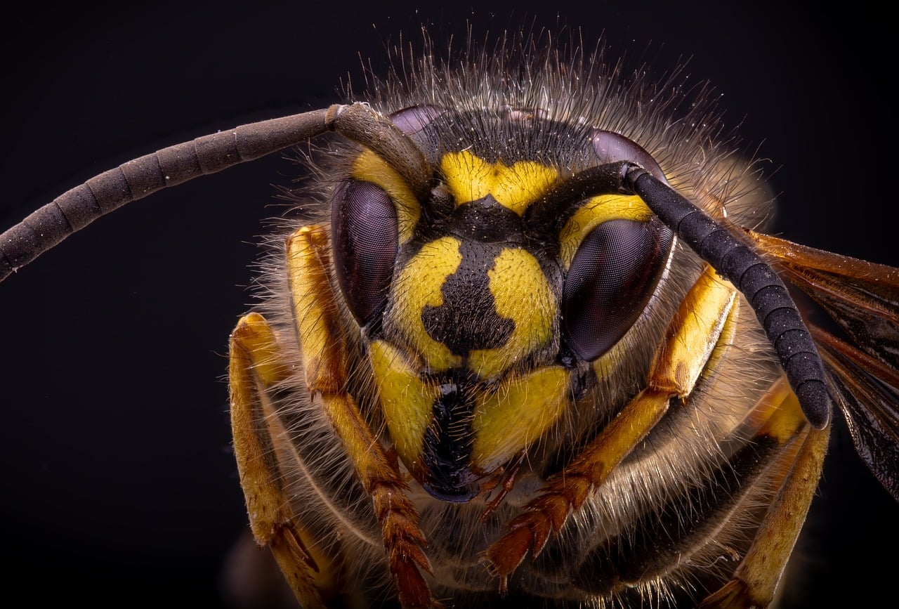 wasp, macro, insect, head, detail, nature, close-up, yellow, unsettling, eyes, black, sting, jaws, gnathocolenous insect, macro photography, portrait, beautiful, wings, complex, fauna