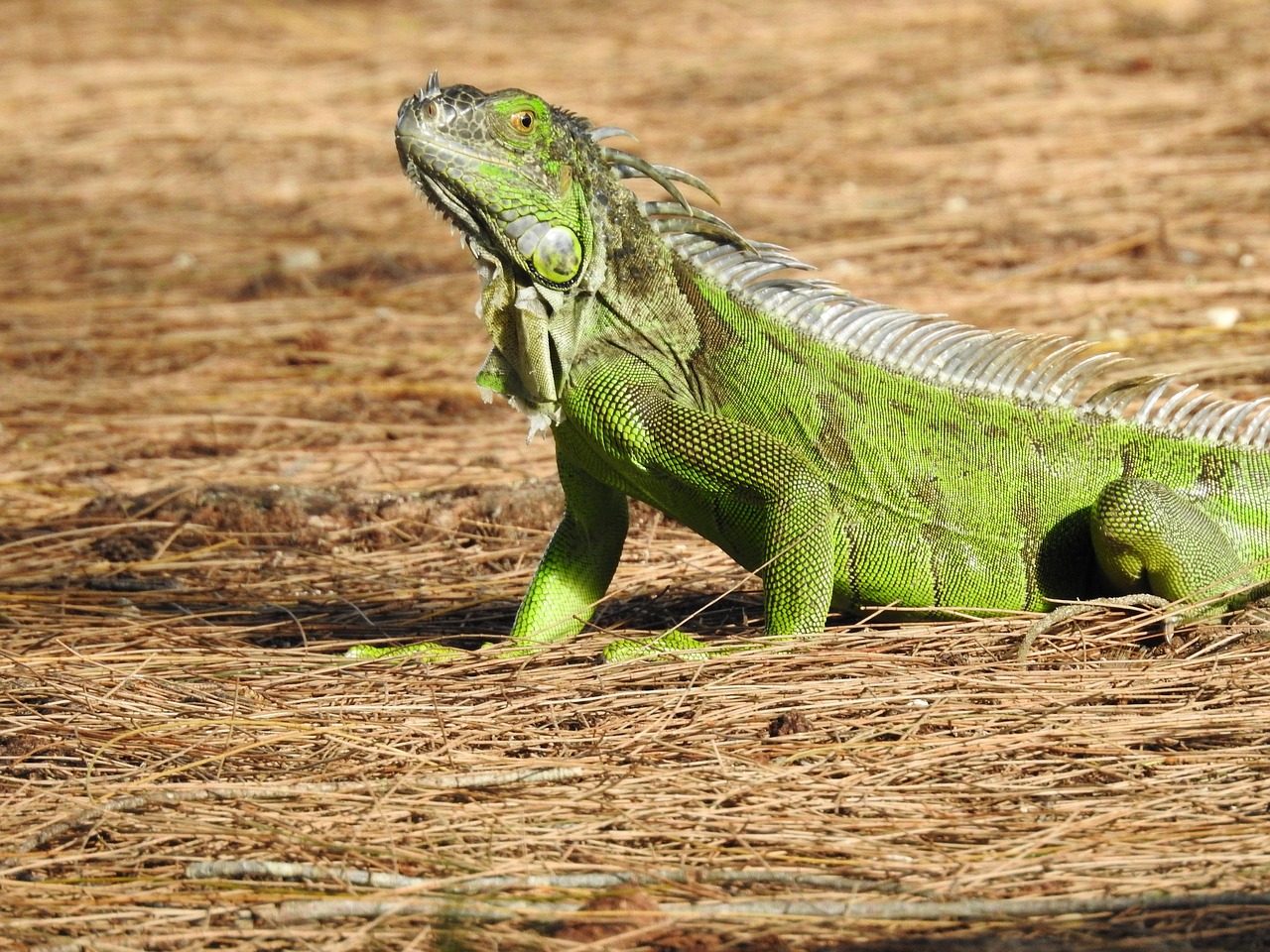 iguana, animal, tr, nature, wildlife, reptile, green