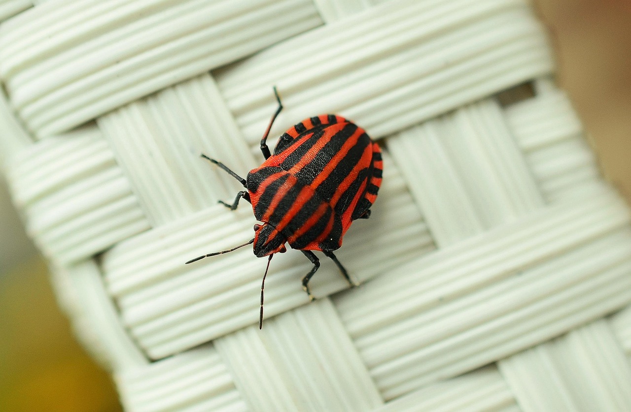 strip bug, bug, macro, insect, red, insect photo, close up, striped, black red, bug, bug, bug, bug, bug, insect