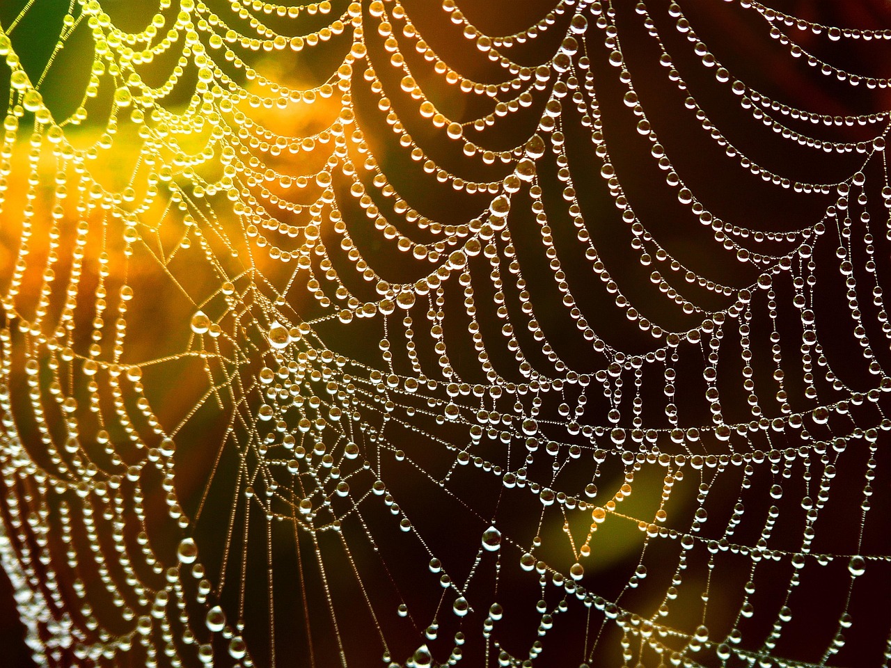 web, dew, spider web, trap, silk, cobweb, dewdrops, drops of water, water droplets, orb, web, web, web, spider web, spider web, spider web, spider web, spider web, trap, trap