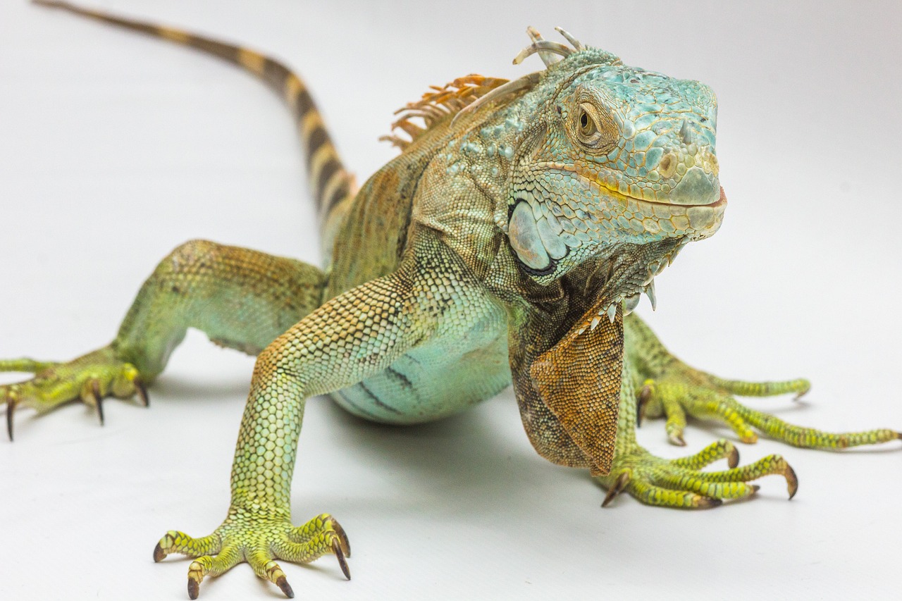 iguana, reptile, animal, lizard, nature, wildlife, closeup, portrait