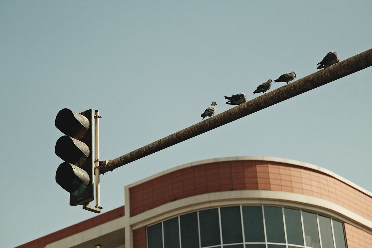 bird, traffic light, urban bird, city wildlife, perched bird, street scene, nature, cityscape, urban nature, bird on traffic signal, city life, urban environment, bird silhouette, streetlight, traffic signal, bird resting, urban wildlife, city street, bird on pole, nature in city, bird close-up