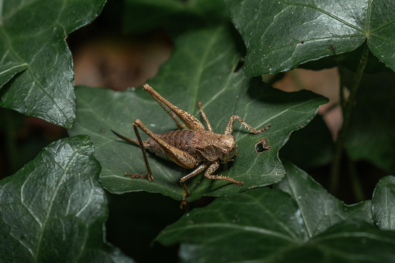 grasshopper, insect, beetle, nature, animal, close up
