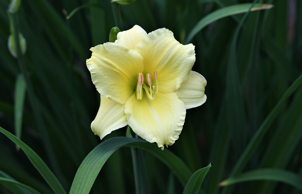 yellow, flower, nature, beautiful flowers, flower wallpaper, garden, summer, flower background, bloom, flora