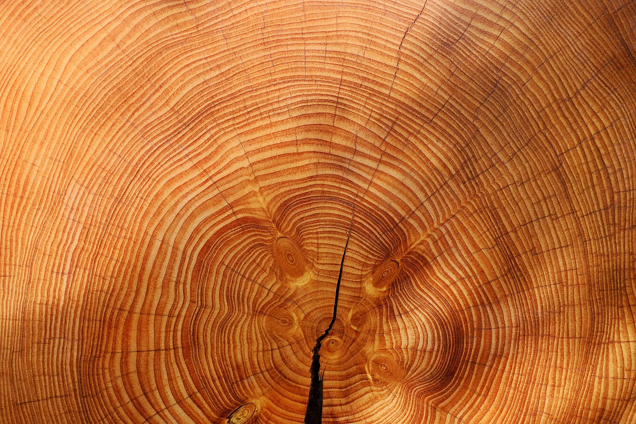 annual rings, full hd wallpaper, 4k wallpaper 1920x1080, tree, hd wallpaper, free background, wood, wallpaper 4k, texture, laptop wallpaper, windows wallpaper, nature, free wallpaper, beautiful wallpaper, mac wallpaper, wallpaper hd, cool backgrounds, 4k wallpaper, background, desktop backgrounds, wallpaper