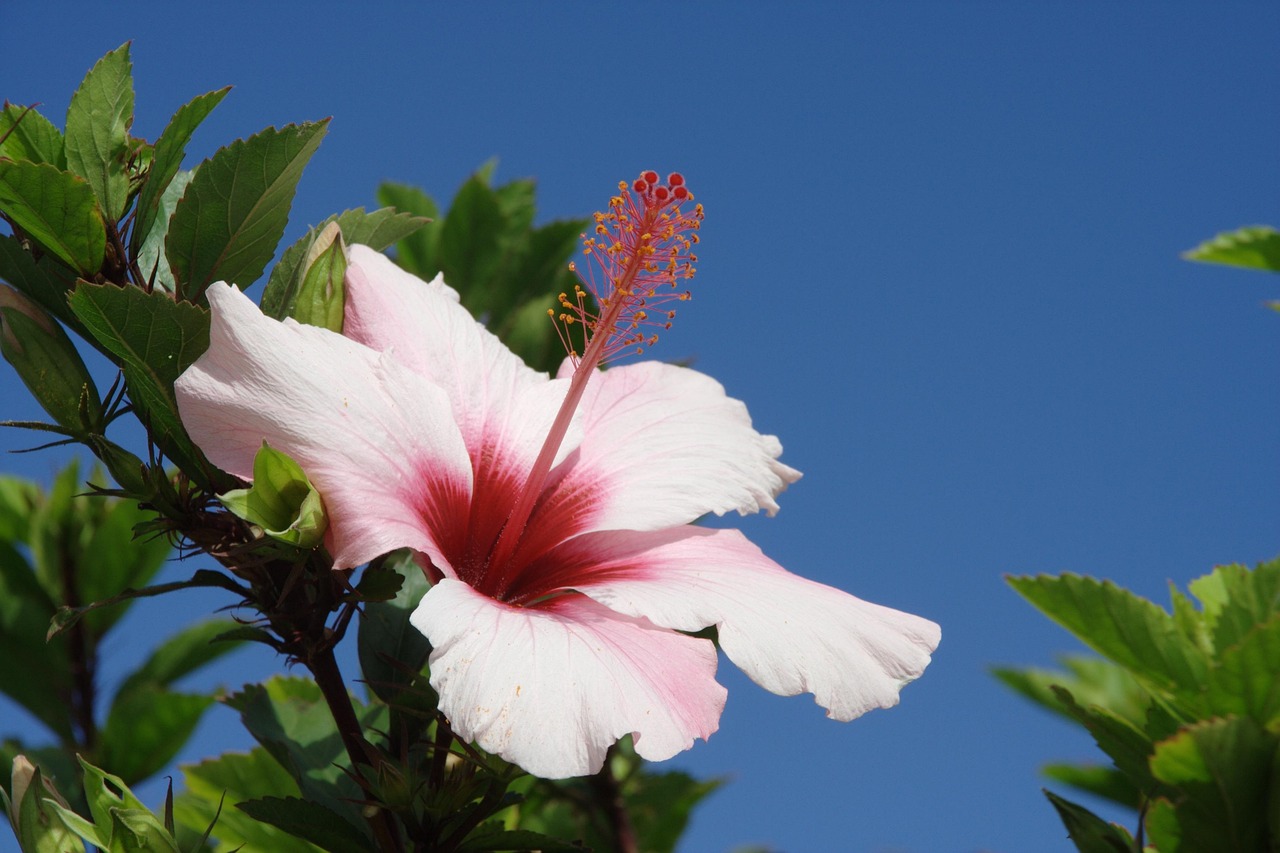portugal, madeira, porto santo, hibiscus, madeira, madeira, hibiscus, hibiscus, hibiscus, hibiscus, hibiscus