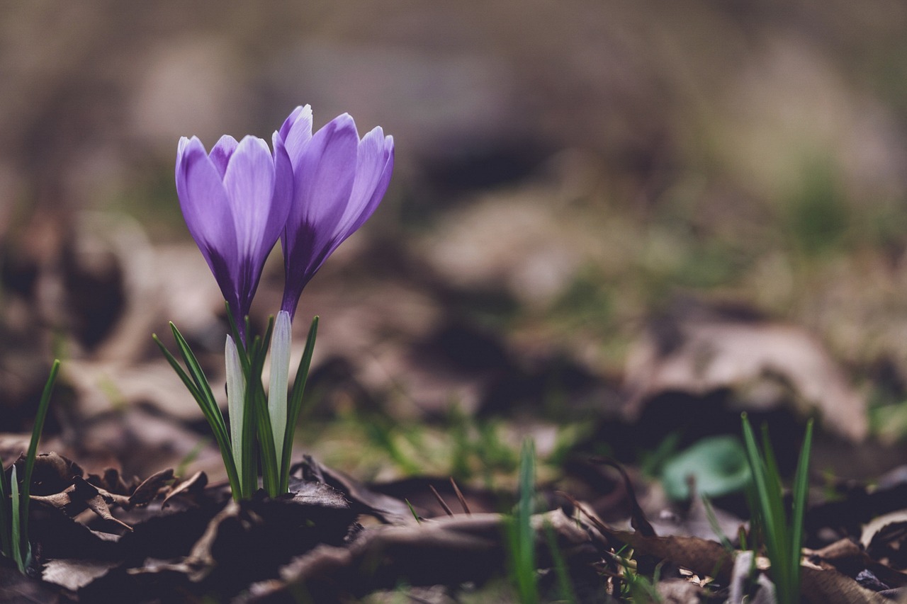 crocuses, flowers, beautiful flowers, flower background, flower wallpaper, plant, petals, autumn crocus, purple crocuses, purple flowers, bloom, field, nature, closeup