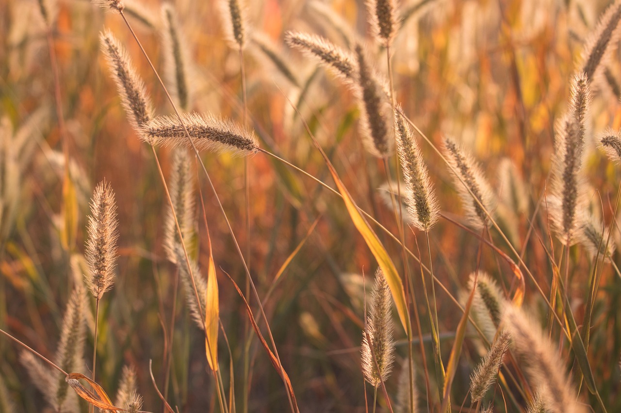 grasses, seeds, wiese, schöne natur, fotos, hintergrund, hintergrundbild, mobile wallpaper, poster, postkarte, stem, gras, wachstum, nature, grass, mobile wallpaper, mobile wallpaper, mobile wallpaper, mobile wallpaper, mobile wallpaper, grass