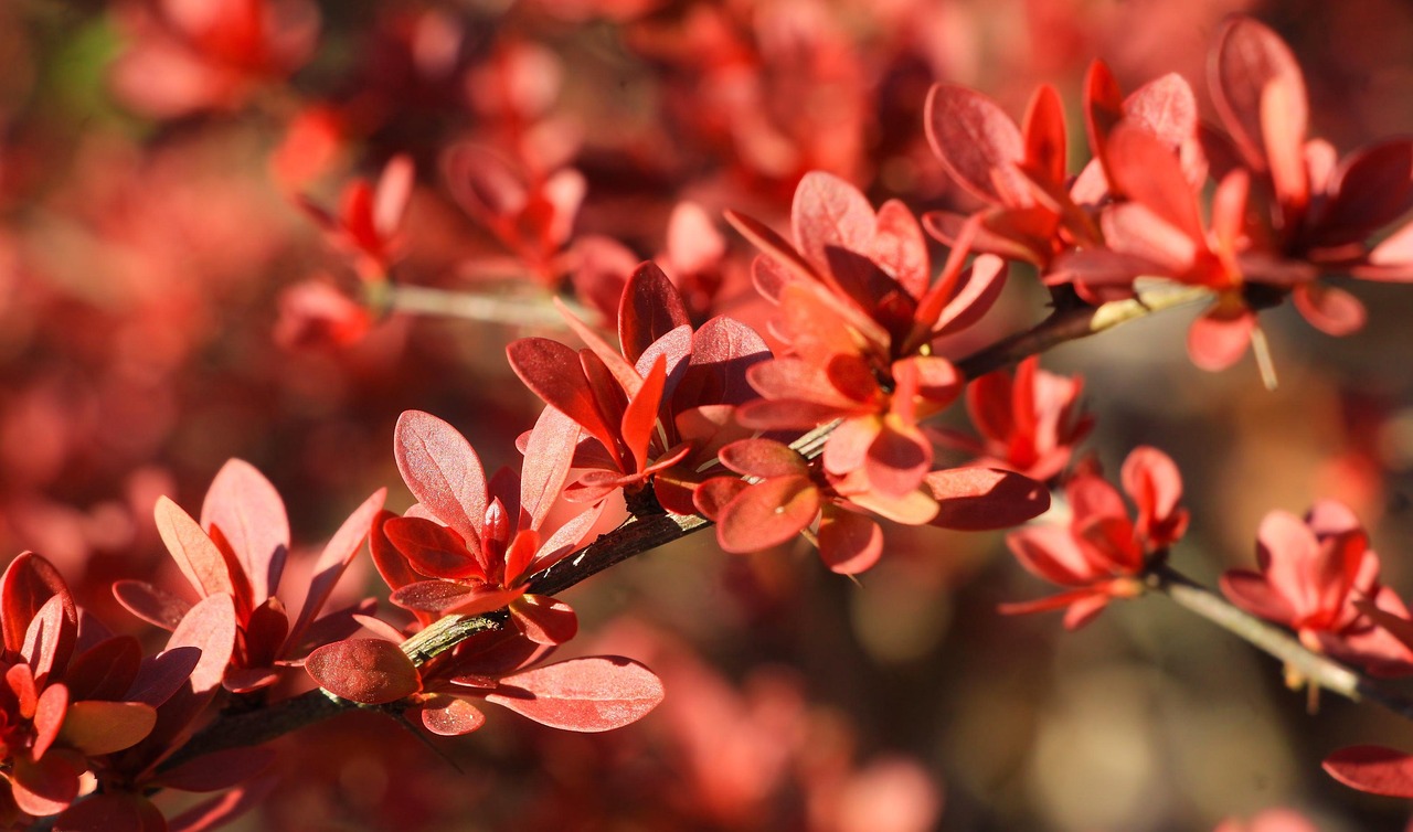 leaves, red, sprig, nature, botany, growth