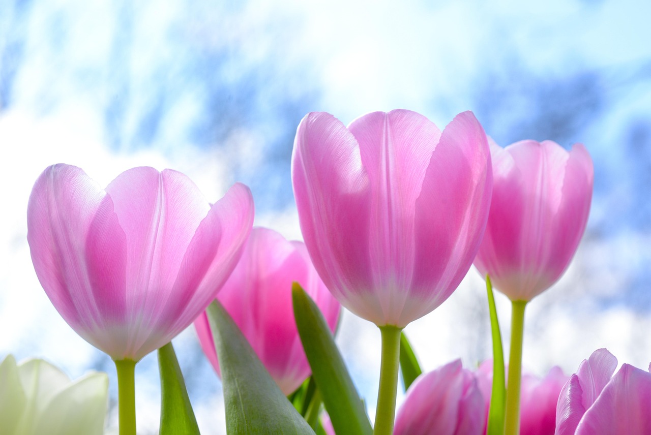 nature, tulip, beautiful flowers, flower wallpaper, flora, flower, summer, flower background, bright, petal, season, color, floral, growth, blooming, freshness